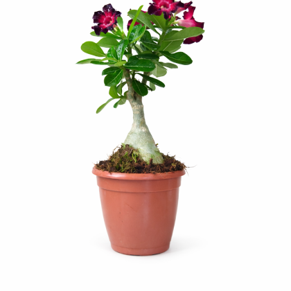 Adenium 12 cm pot [ All Mix Colours Available ]