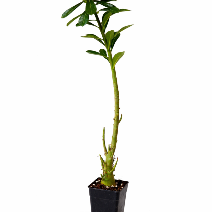Adenium Flower Plant 8.5 cm pot