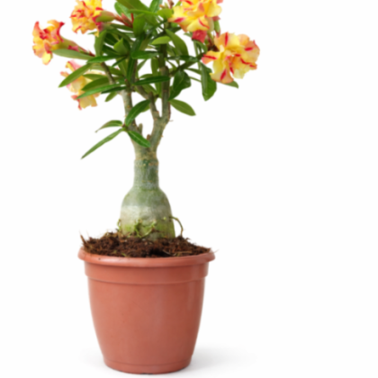 Adenium Flower Plants 15 cm pot