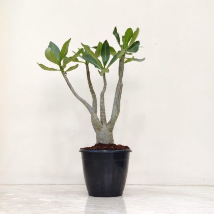 Adenium Grafted Flower Plants 12 cm Plastic pot