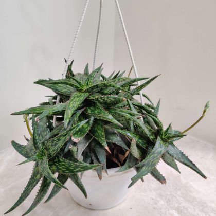 Aloe Hemmingii Succulent Plant Hanging 17cm pot