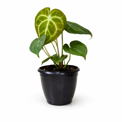 Anthurium Clarinervium 12 cm pot