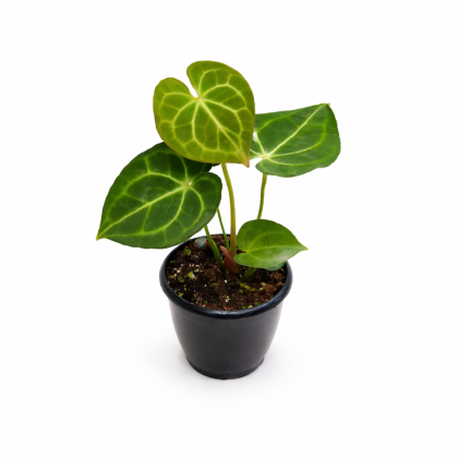 Anthurium Clarinervium 8.5 cm pot