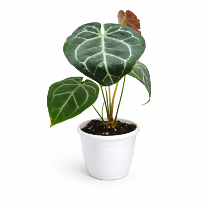 Anthurium Crystallinum Silver 12 cm pot