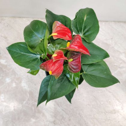 Anthurium 12 inch