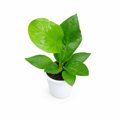 Anthurium Green Jenmani 12 cm pot