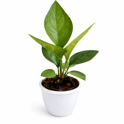 Anthurium Green Jenmani 8.5 cm pot