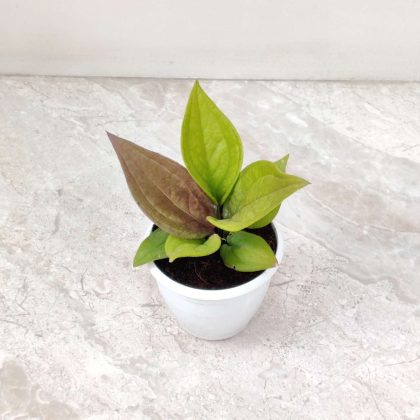 Anthurium Jenmanii Gold 8.5 cm pot