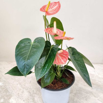 Anthurium Livium Orange 12 cm pot