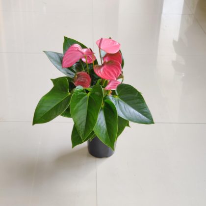 Anthurium Pink 12 cm pot