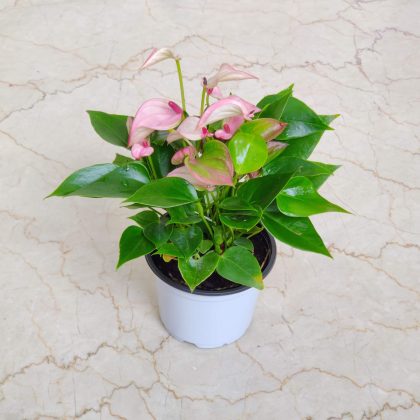 Anthurium Pink Plant (Mini) 12 cm pot