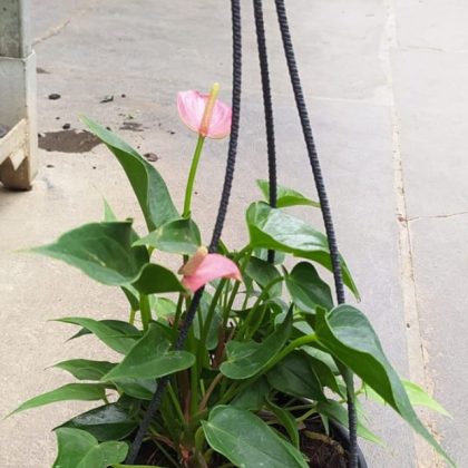 Anthurium Pink (mini) Plants 12 cm pot