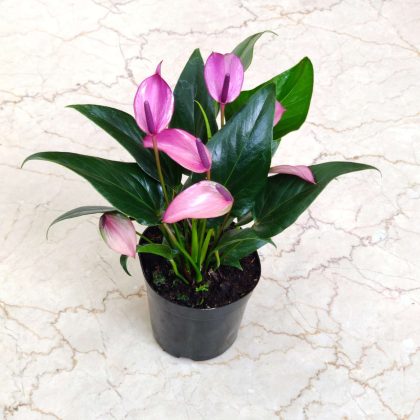 Anthurium Purple 12 cm pot