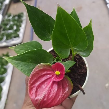 Anthurium Red 10 cm pot