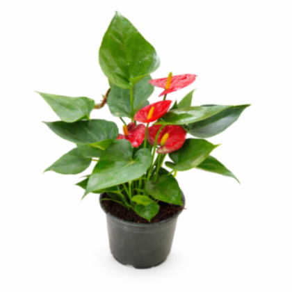 Anthurium Red 12 cm pot
