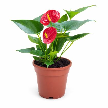 Anthurium Red 15 cm pot