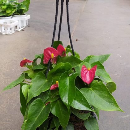 Anthurium Red 17 cm Hanging pot