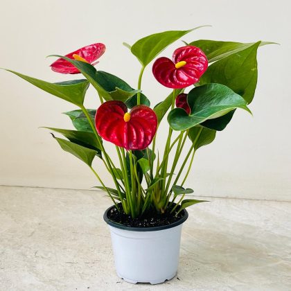 Anthurium Red 8.5 cm pot