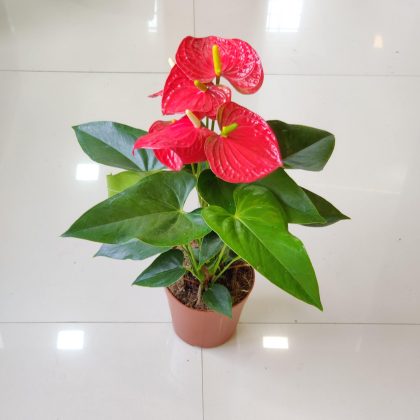 Anthurium Red Plant 15 cm pot
