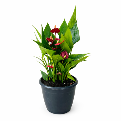Anthurium Red Plant (Mini) 12 cm pot
