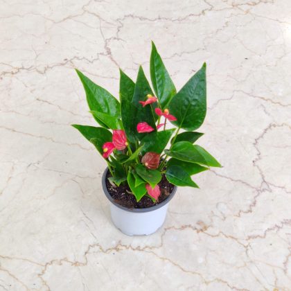 Anthurium Red Plant (Mini) 8.5 cm Pot