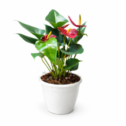 Anthurium Red Plants 12 cm pot