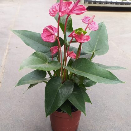 Anthurium Red Small Flowers 12 cm pot