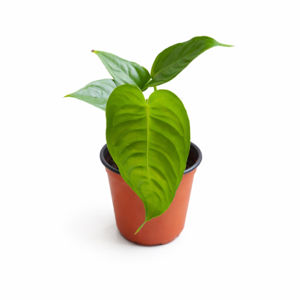 Anthurium-Veitchii-king-10-cm-pot.pn