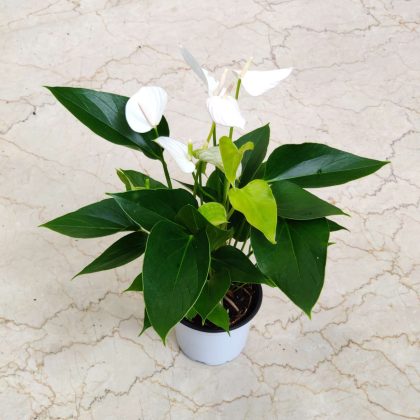 Anthurium White 12 cm pot