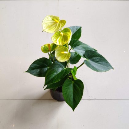 Anthurium Yellow 12 cm pot