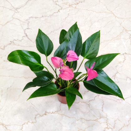 Anthurium purple plant 8.5 cm pot