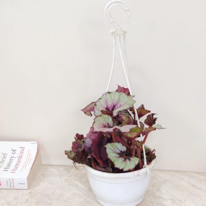 Begonia Evening Glow Hanging 15 cm pot