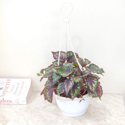 Begonia Rex Ideal Constellation Hanging 15 cm pot