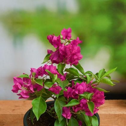 Bougainvillea (Pink) 12 cm pot