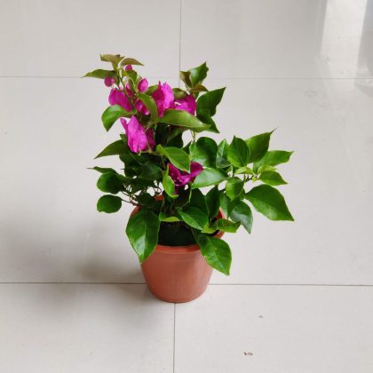 Bougainvillea pink 12 cm pot