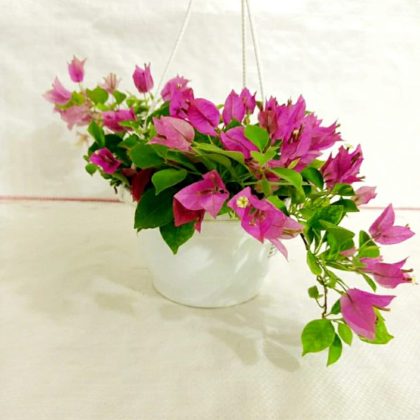 Bougainvillea pink Hanging 17 cm pot