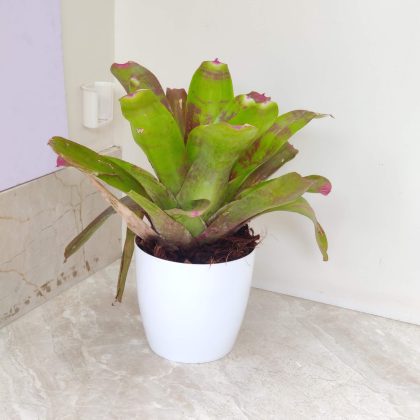 Bromeliad Neoregelia Fireball 18 cm pot