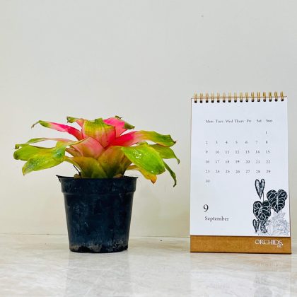 Bromeliad Neoregelia Plant In Plastic 18 cm Pot