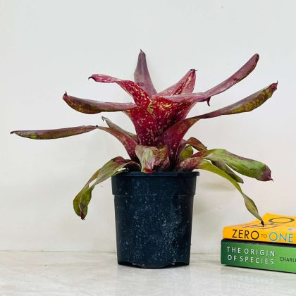 Bromeliads from Kent's Bromeliad in a plastic pot 18 cm