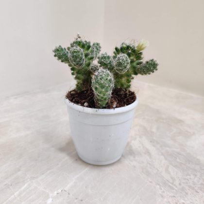 Cacti Mammilaria Gracilis Antje 7 cm pot