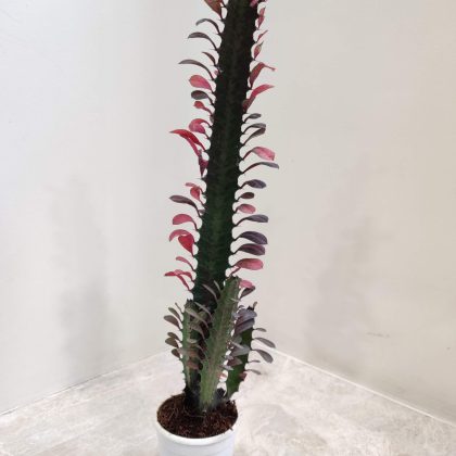 Cactus Euphorbia Red 7 cm pot