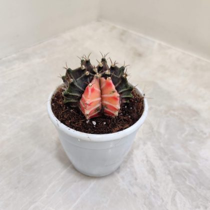 Cactus Gymnocalycium Mihanovichii 8.5 cm pot