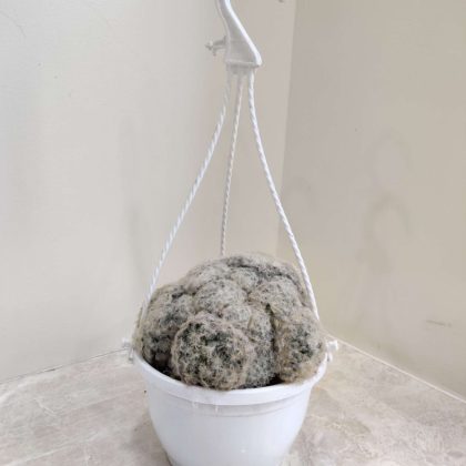 Cactus Hanging 17 cm pot