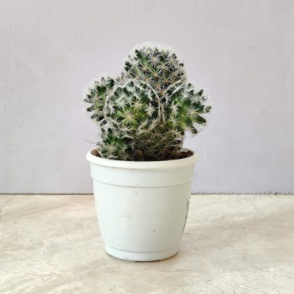 Cactus Mammillaria Gracilis 'Antje' 7 cm pot