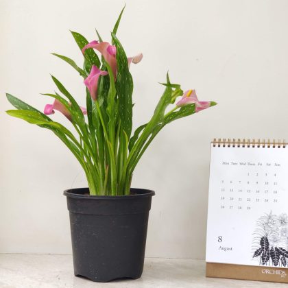 Calla-Lily-Flower-Plant-In-14.5-cm