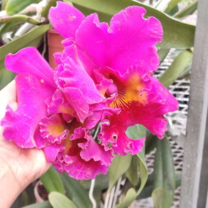 Cattleya Orchids Plant 14.5 cm pot