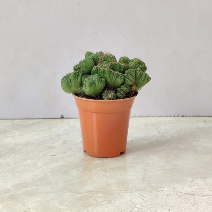 Cereus Forbesii Crest 5.5 cm pot