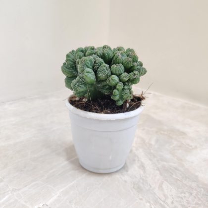 Cereus Forbesii Monstrose 7 cm pot