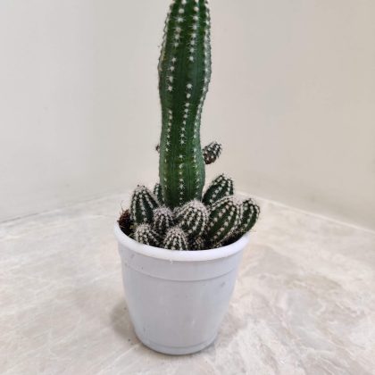 Cereus Peruvianus 7 cm pot