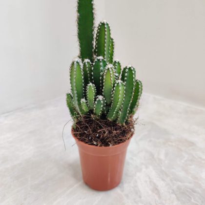 Cereus Peruvianus Floridus 5.5 cm pot